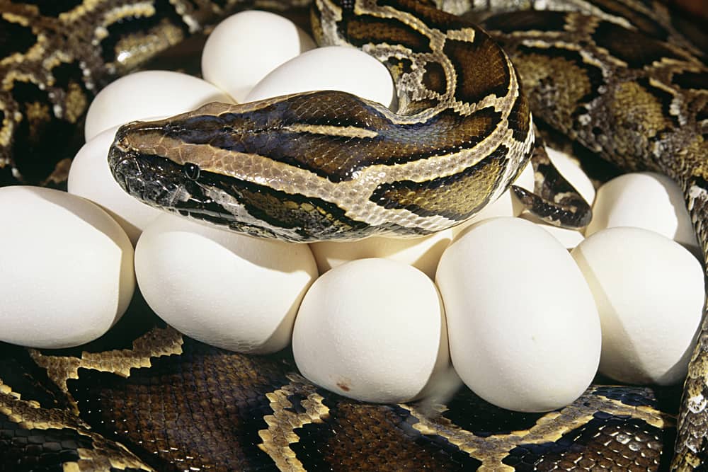 “Close-up of snake eggs in a nest”