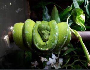 Beautiful Green Tree Python perched on a branch showcasing vibrant color morph.

