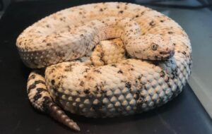 “Close-up of a rattlesnake coiled and rattling its tail, symbolizing the dangers of keeping rattlesnakes as pets.