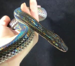 A close-up of a Sunbeam Snake showing its shiny, rainbow-like iridescent scales on moist soil