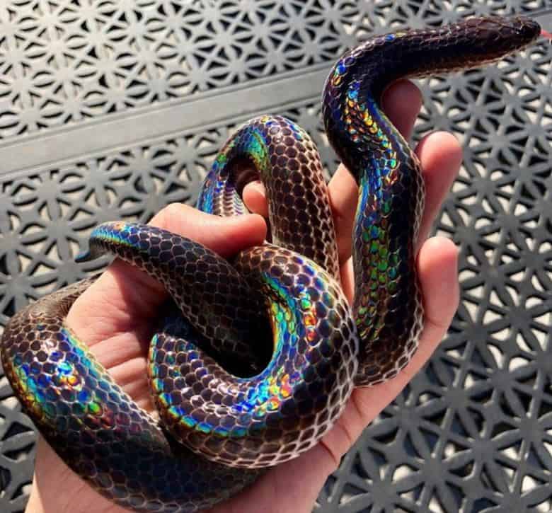 A close-up of a Sunbeam Snake showing its shiny, rainbow-like iridescent scales on moist soil