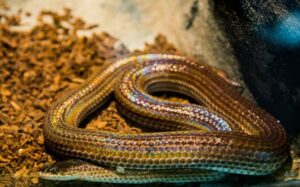 A close-up of a Sunbeam Snake showing its shiny, rainbow-like iridescent scales on moist soil