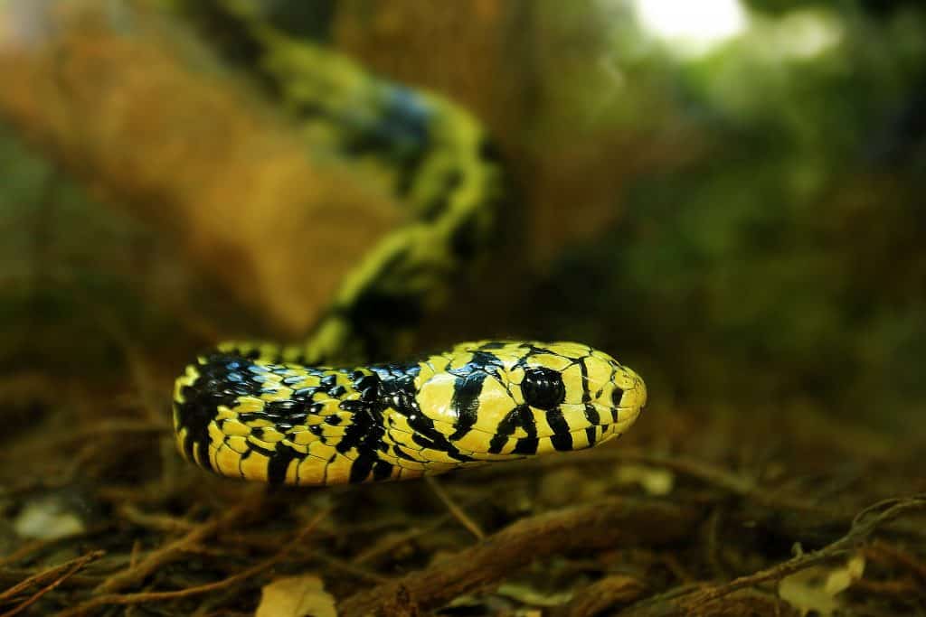 A Yellow Rat Snake (Chicken Snake) coiled on a tree branch with bold black stripes on its yellow body
