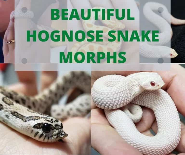 A collage showing 13 different colorful hognose snake morphs including albino, anaconda, toffee belly, and piebald variations.