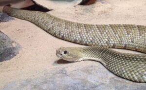 A close-up photo of a rattlesnake coiled on desert rocks, showing its distinctive rattle and patterned scales.