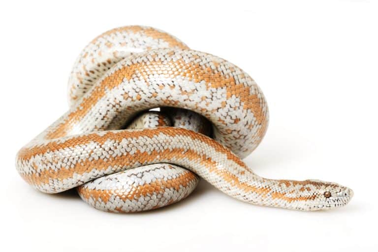 Three Small Pet Snakes That Actually Stay Small