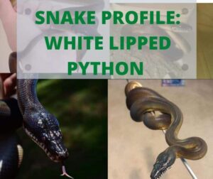 White Lipped Python coiled on a branch showing its iridescent scales and white lips

