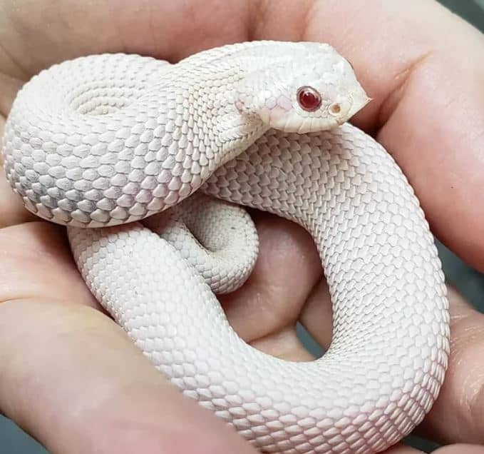18 Amazing Rattlesnake Species