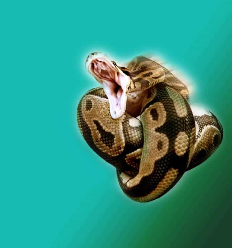 Ball Python Bite – Does It Hurt? What You Need to Know