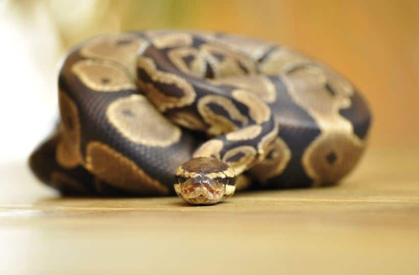 Corn Snake vs Ball Python: Which Pet Snake Is Right