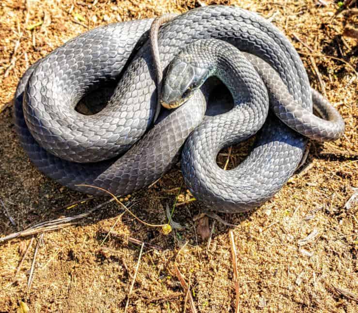 Snake Profile: Blue Racer Snake — Speed, Beauty, and Survival