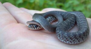Blue Racer snake coiled in grass showing its vibrant blue scales 
