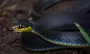 Blue Racer snake coiled in grass showing its vibrant blue scales 