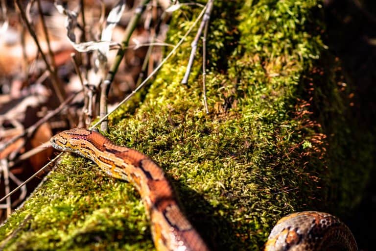 Corn Snake Bite – Does it Hurt? What to Do if It Happens