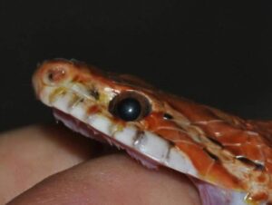 A calm corn snake being gently handled by its owner, showing that corn snakes are generally safe and friendly.

