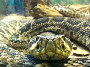 A close-up photo of a rattlesnake coiled on desert rocks, showing its distinctive rattle and patterned scales.