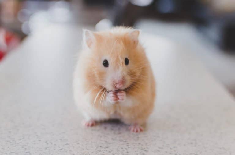 Can You Get Live Feeder Mice Shipped to Your Door?