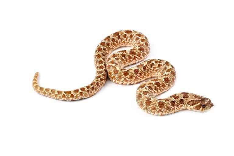 Hognose Snake Care Sheet & Ownership Guide