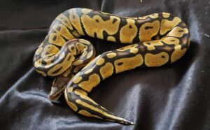 Ball python gently coiled around a hand, showcasing its calm nature

