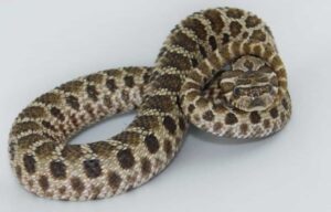 A collage showing 13 different colorful hognose snake morphs including albino, anaconda, toffee belly, and piebald variations.

