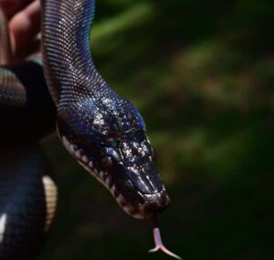 White Lipped Python coiled on a branch showing its iridescent scales and white lips

