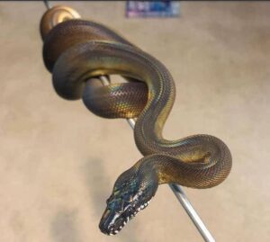 White Lipped Python coiled on a branch showing its iridescent scales and white lips

