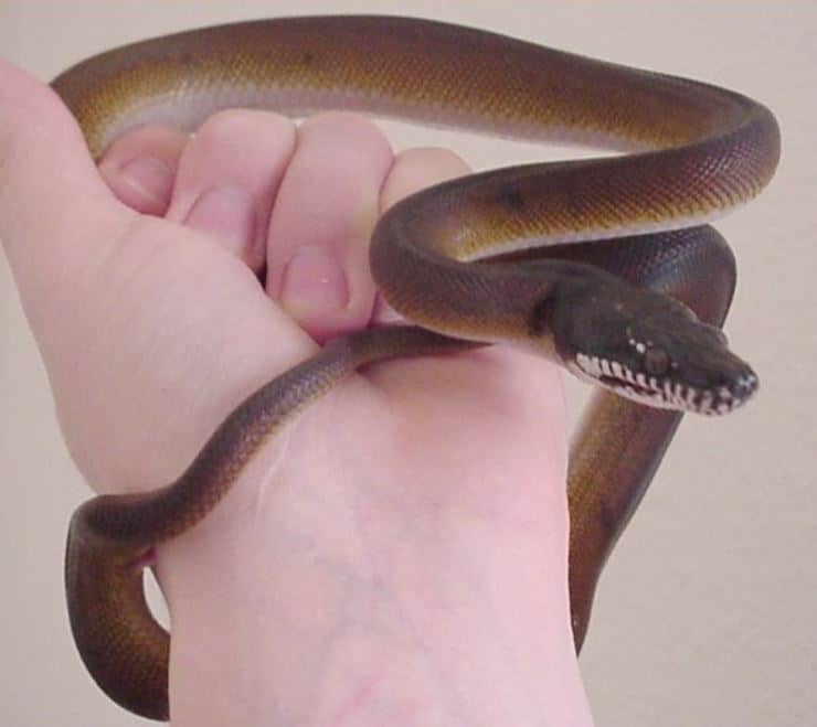 Snake Profile: White Lipped Python – Care, Habitat,